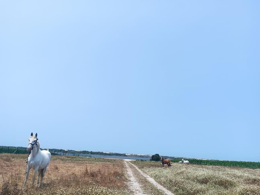 Gafanha da Boa Hora Casa Da Mareria 빌라 외부 사진
